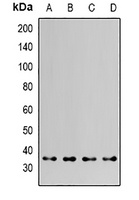 Anti-HAX1 Antibody
