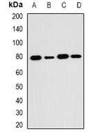 Anti-SH2B1 Antibody