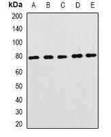 Anti-FBL5 Antibody