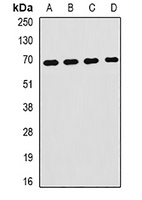 Anti-Hemopexin Antibody