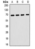 HPX antibody