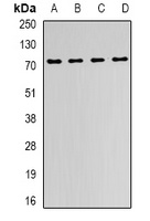 FMR1 antibody