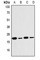 PSMB4 antibody