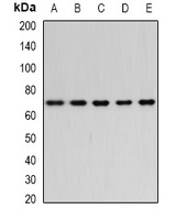 Anti-Bestrophin Antibody