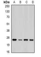 Anti-PSMA5 Antibody