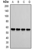 Anti-ATP5B Antibody