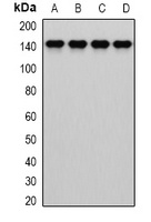 DIAPH1 antibody