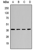 Anti-ATG3 Antibody