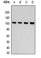 COMP antibody