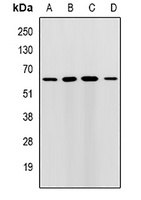 RMDN3 antibody