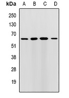 Anti-RMDN3 Antibody