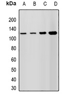 Anti-Lsh Antibody