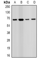 Anti-PRODH Antibody