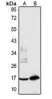 LSM4 antibody