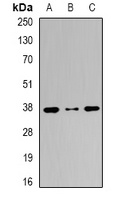 GLRX3 antibody