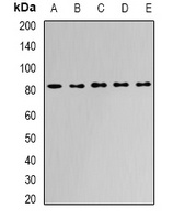 Anti-APEH Antibody
