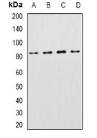 KCNN3 antibody