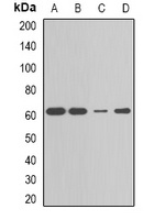 Anti-CBX4 Antibody