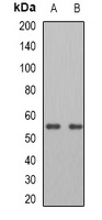 PNPLA2 antibody