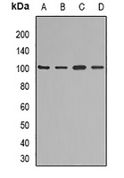 Anti-KAO Antibody