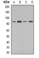 Anti-COG2 Antibody
