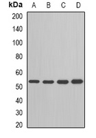 Anti-ADSL Antibody