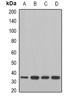Anti-MDH2 Antibody