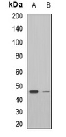Anti-Neu1 Antibody