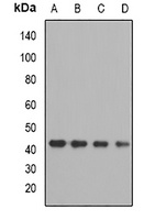 Anti-OXA1L Antibody