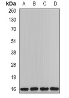 PTS antibody