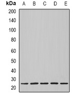 NOL3 antibody