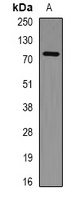 Anti-PHF21A Antibody