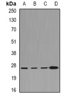 CLIC1 antibody