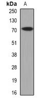 Anti-CAT1 Antibody