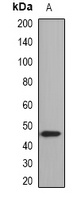 Anti-LAL Antibody