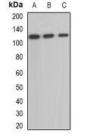 OGDH antibody