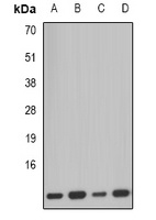 Anti-PCBD1 Antibody