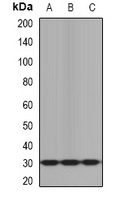 KLK10 antibody