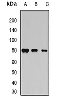 Anti-Coilin Antibody