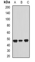 PAICS antibody