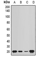 NCS1 antibody