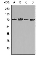 LMNB2 antibody