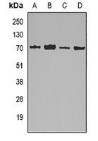 Anti-Lamin B2 Antibody