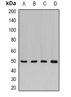 Anti-ADSS Antibody