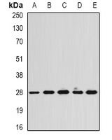 CAPNS1 antibody