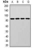 Anti-DDX1 Antibody