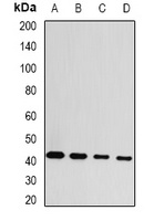 GDAP1 antibody