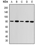 Anti-GMPS Antibody