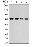 Anti-GPD2 Antibody