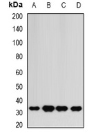 HAGH antibody